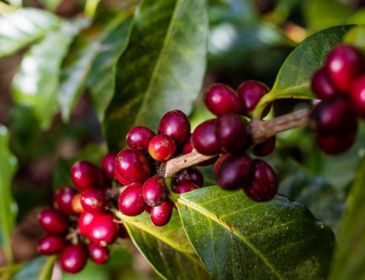 Cuál es la planta de la que se elabora el café