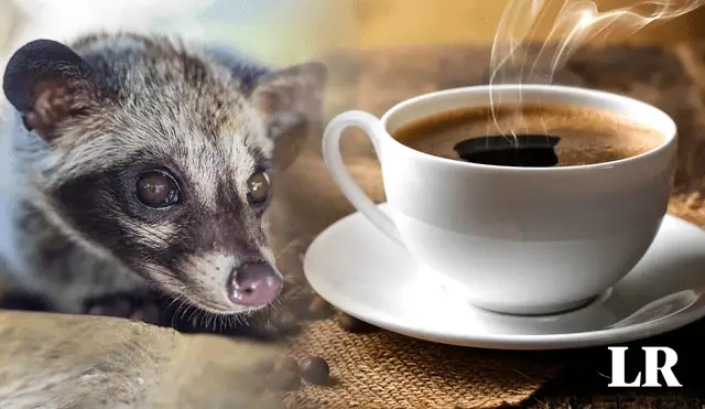¿Cuál es el café más rico de Latinoamérica
