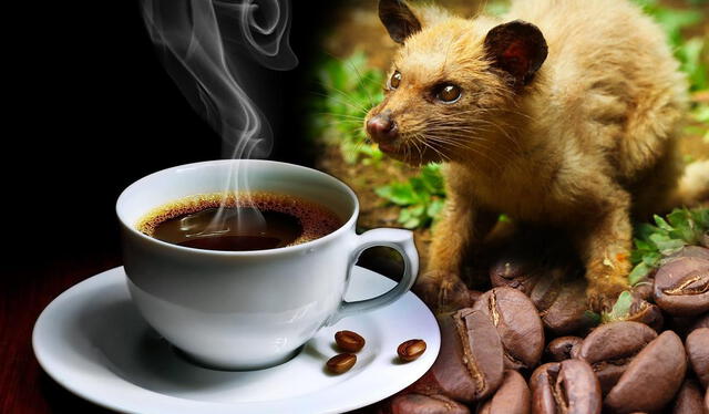 Qué país tiene el mejor café del mundo