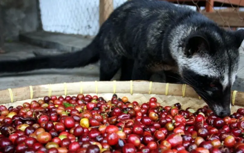 ¿Dónde está el café más caro del mundo