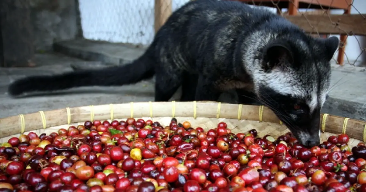 ¿Dónde está el café más caro del mundo