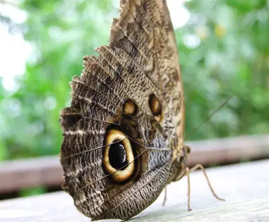 Qué pasa si una mariposa café entra a tu casa