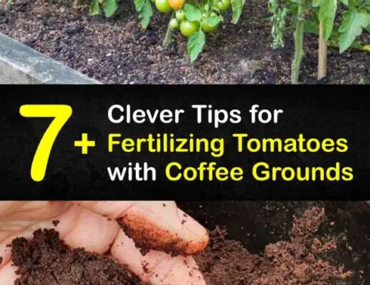 Qué aporta el café a las tomateras