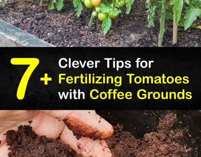 Qué aporta el café a las tomateras