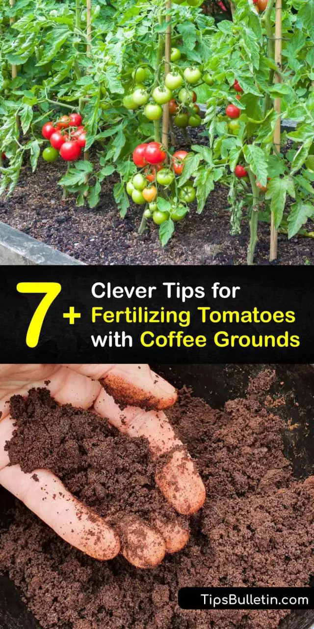Qué aporta el café a las tomateras