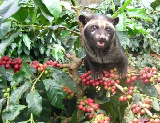 Cómo se llama el café más rico