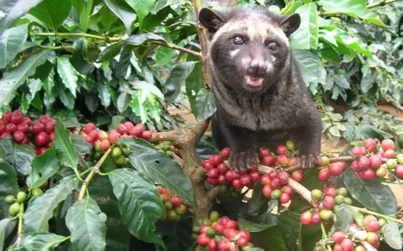 Cómo se llama el café más rico
