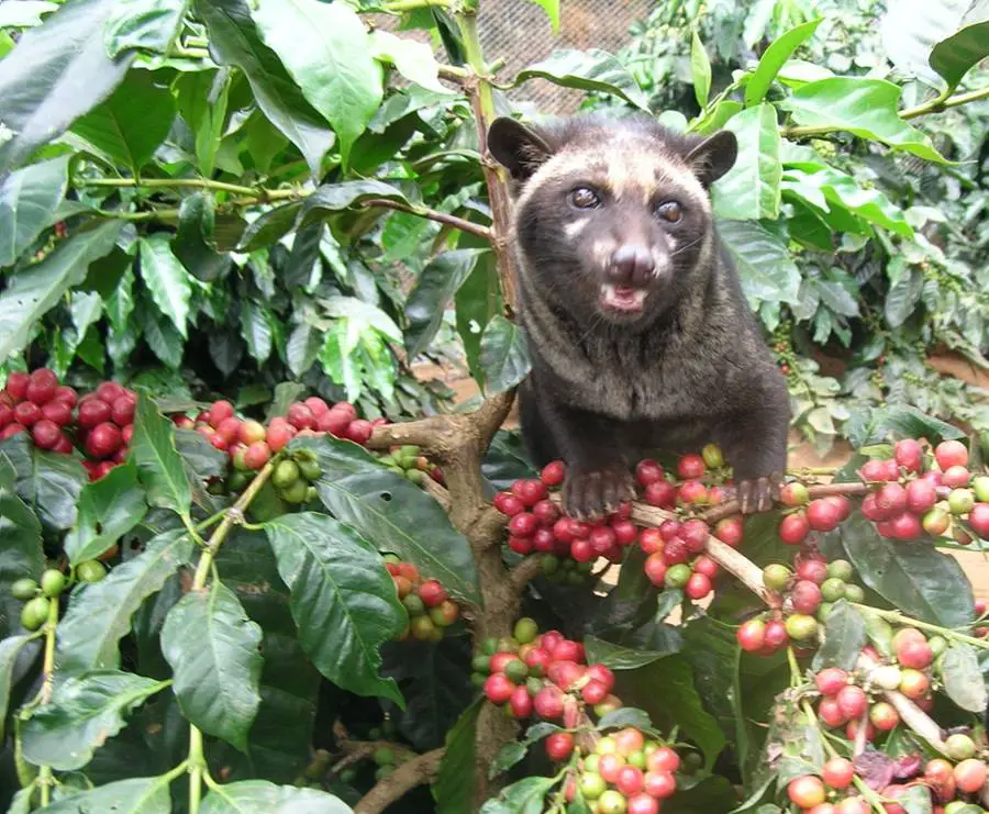 Cómo se llama el café más rico