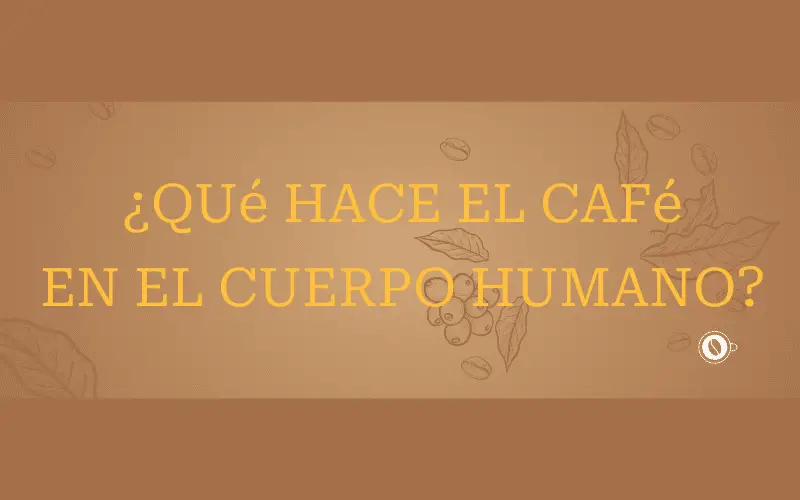 Qué libera el café en el cuerpo