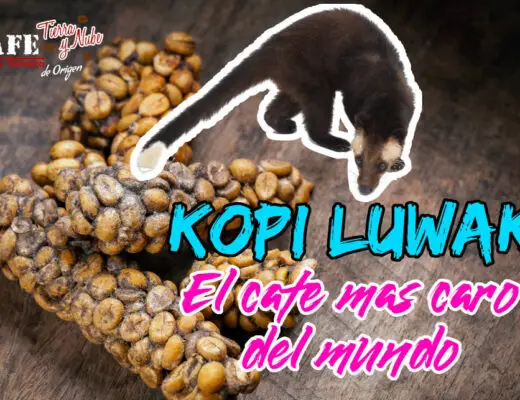Cuál es el café más caro