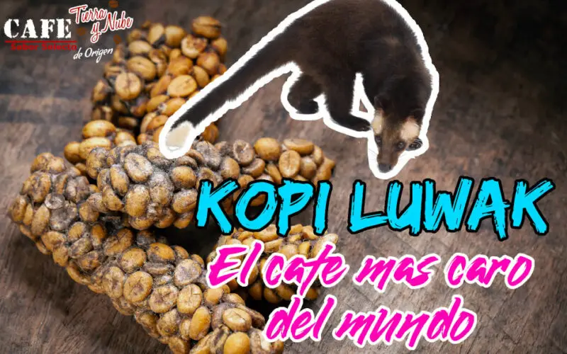 Cuál es el café más caro