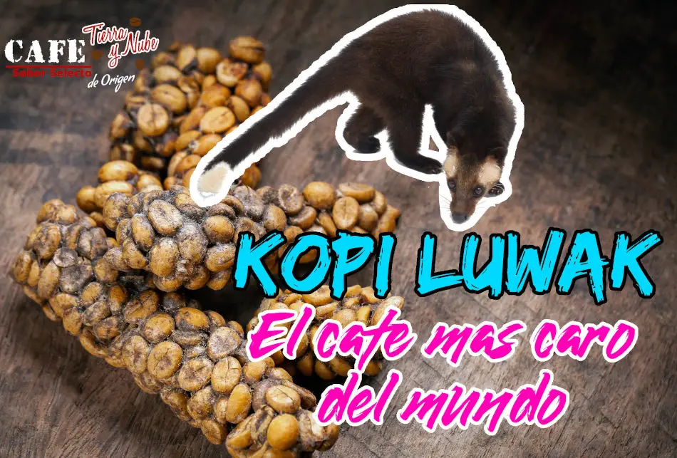 Cuál es el café más caro