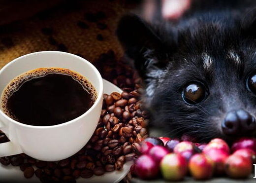 ¿Dónde sale el café más caro del mundo? Dónde sale el café más caro del mundo