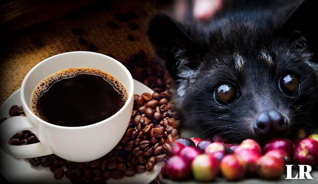 Dónde sale el café más caro del mundo