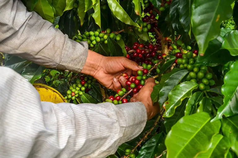 Cuántos kilos de café cereza se necesitan para un kilo de café molido