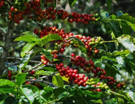 Por qué el café Geisha es tan caro