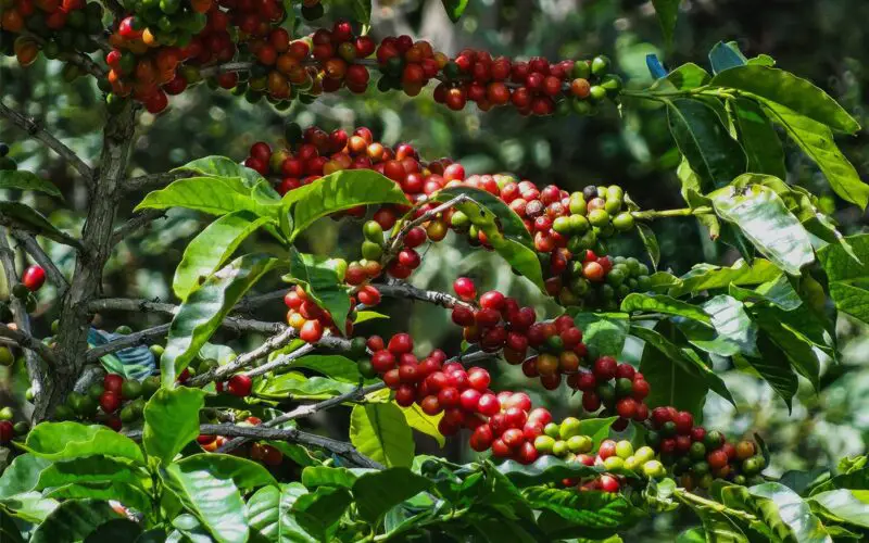 Por qué el café Geisha es tan caro
