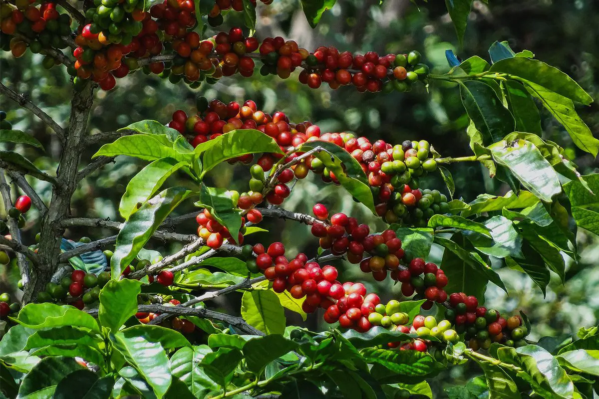 Por qué el café Geisha es tan caro