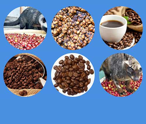 Cuál es el café tailandés más caro