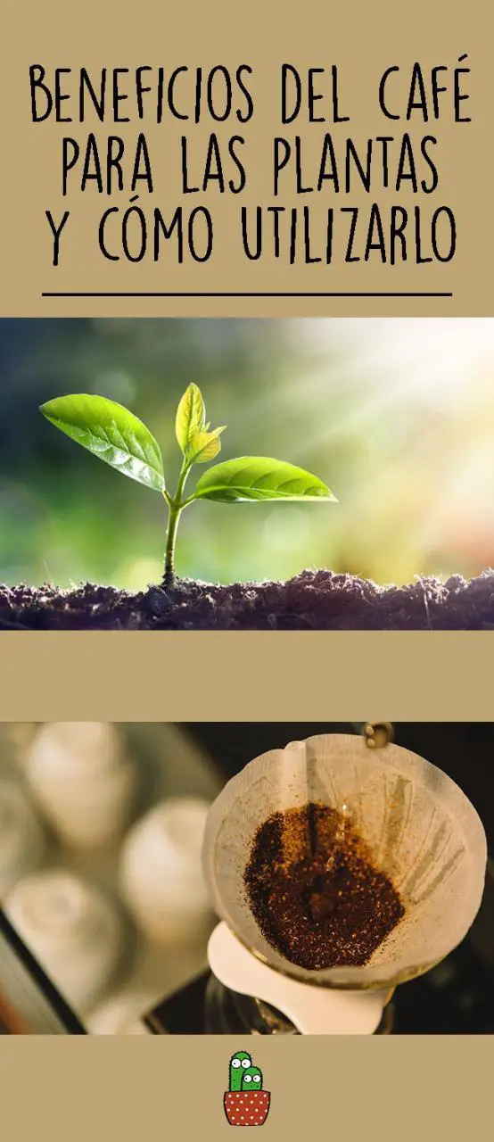 Para qué se utiliza el café en las plantas de los pies