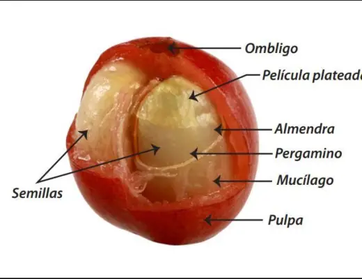 Qué es el café pergamino
