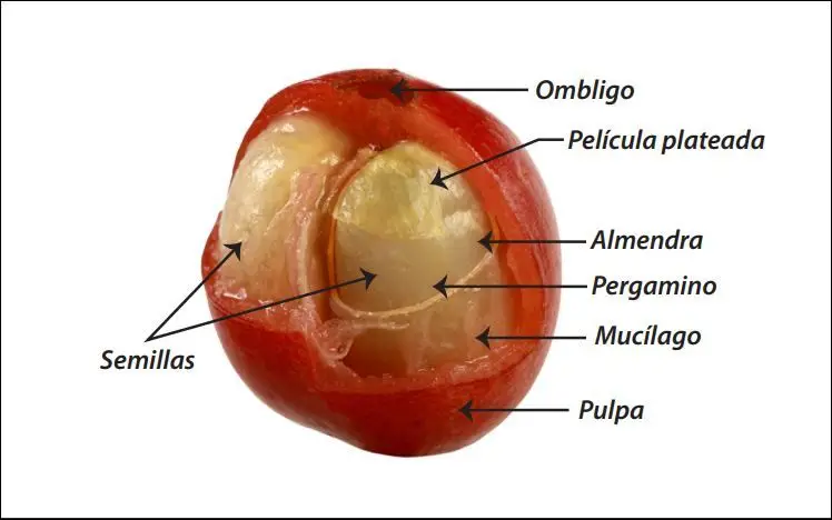 Qué es el café pergamino