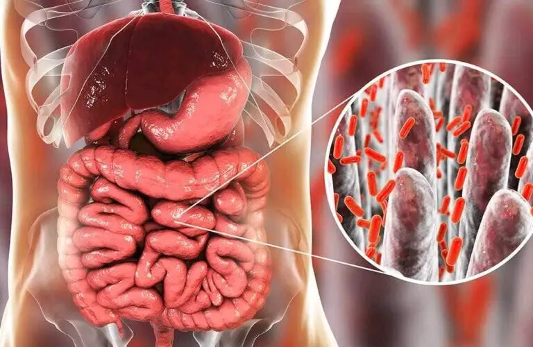 Cómo afecta el café a la flora intestinal