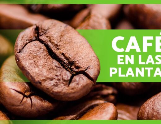 Cómo se le echa el café a las plantas