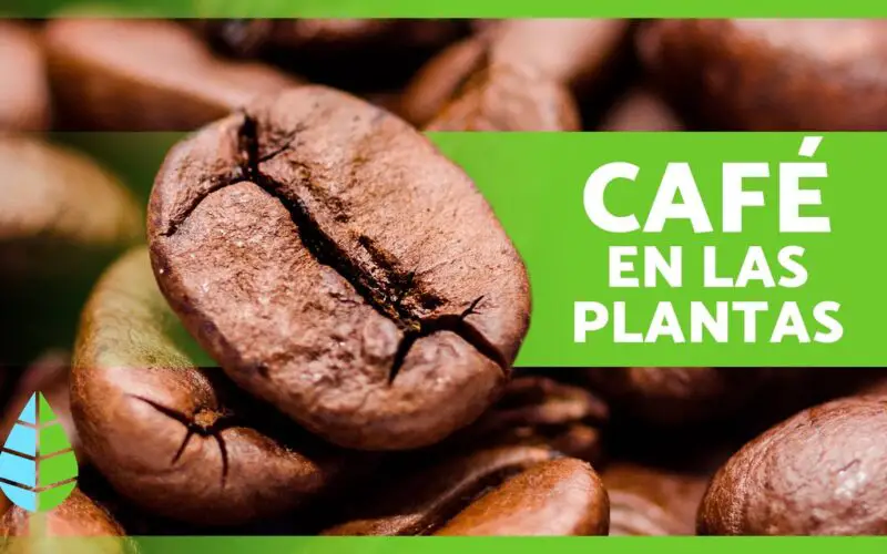 Cómo se le echa el café a las plantas