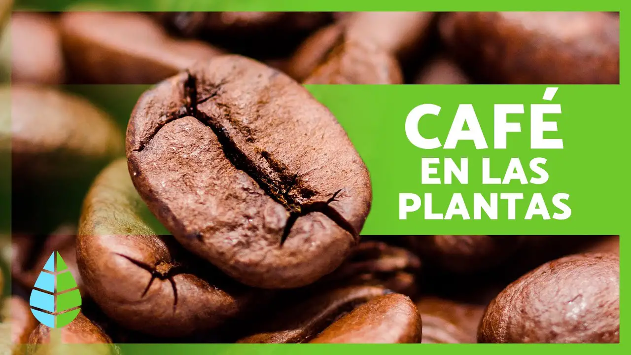Cómo se le echa el café a las plantas