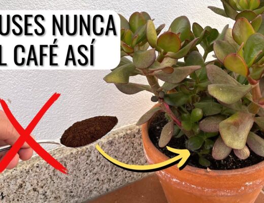 Qué hace la borra de café en las plantas