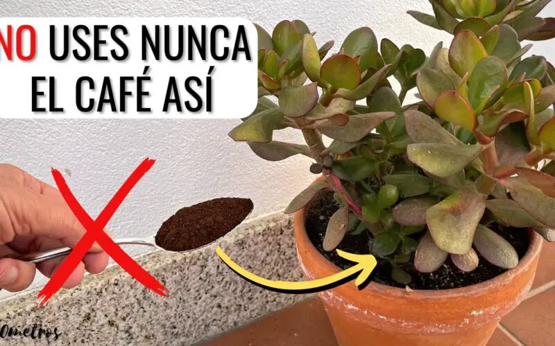 Qué hace la borra de café en las plantas