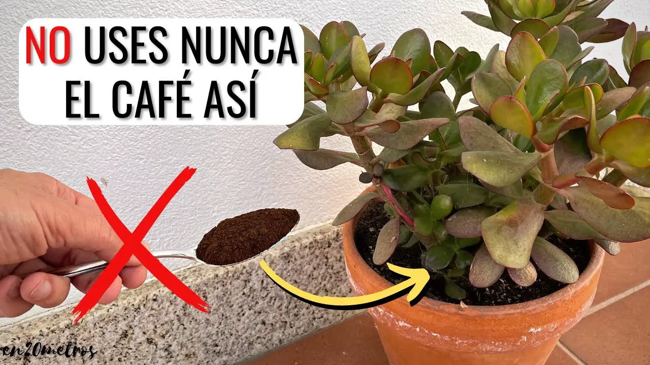 Qué hace la borra de café en las plantas