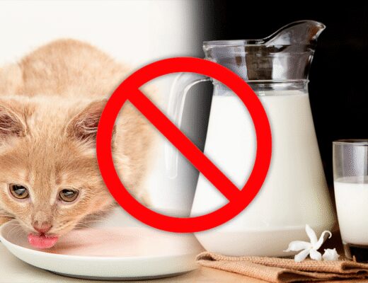 ¿Qué pasa si un gato toma café con leche? Qué pasa si un gato toma café con leche
