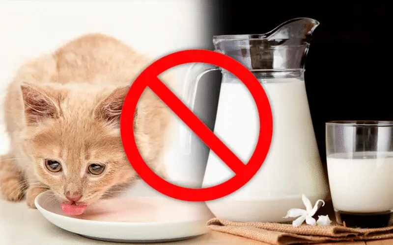 Qué pasa si un gato toma café con leche